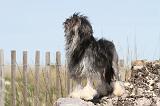 PETIT CHIEN LION 058